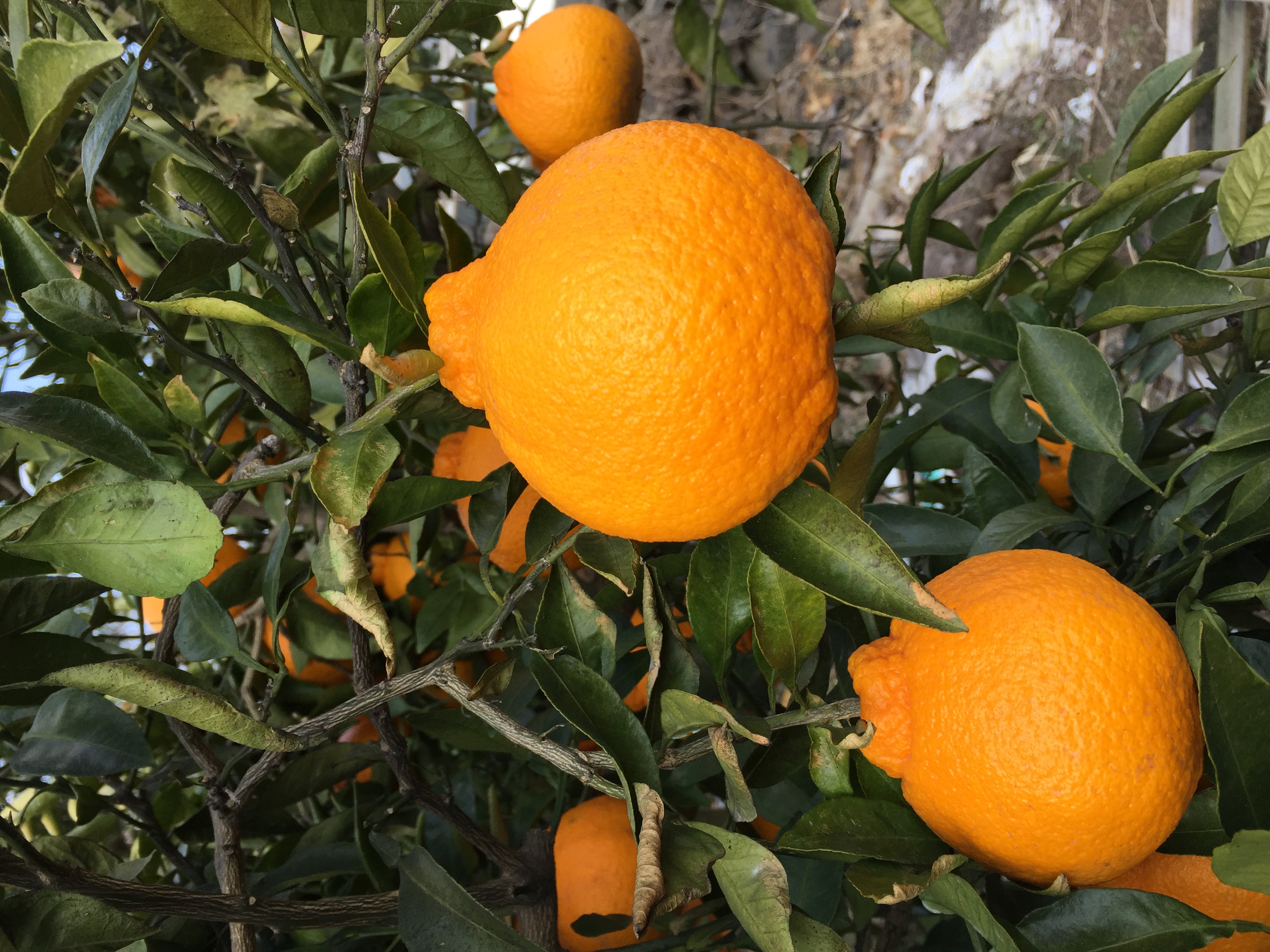 제주 한라봉